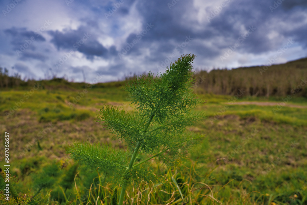 Common fennel leaves - Latin name - Foeniculum vulgare in madeira