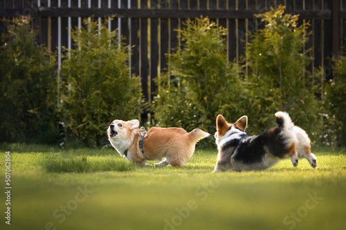 Canvas Print funny corgi dogs chasing each other and playing on grass