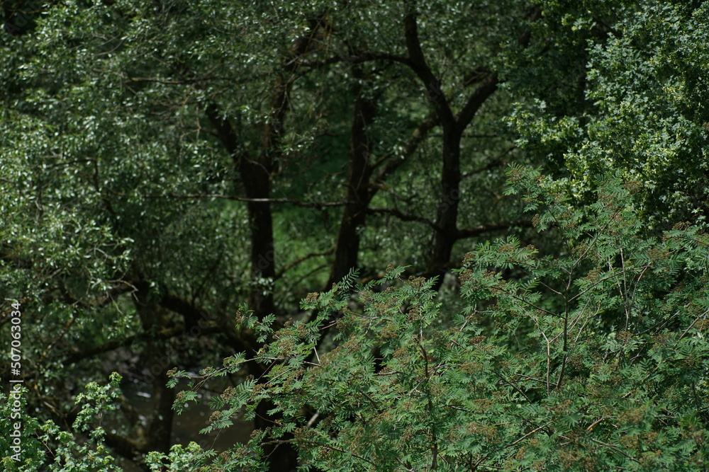 Urwald artige Strukturen mit grünem Laub und bei Sonnenschein, Baumwipfel