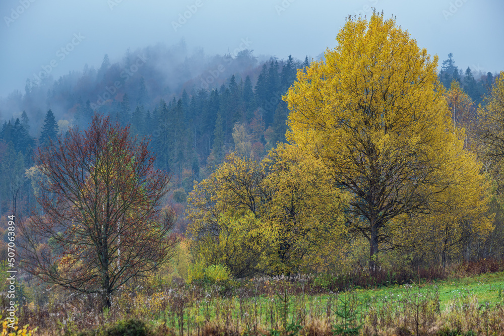 Cloudy and foggy morning autumn meadow scene. Peaceful picturesque traveling, seasonal, nature and countryside beauty concept scene. Carpathian Mountains, Ukraine. Cloudy and foggy morning autumn meadow scene. Peaceful picturesque traveling, seasonal, nature and countryside beauty concept scene. Carpathian Mountains, Ukraine.