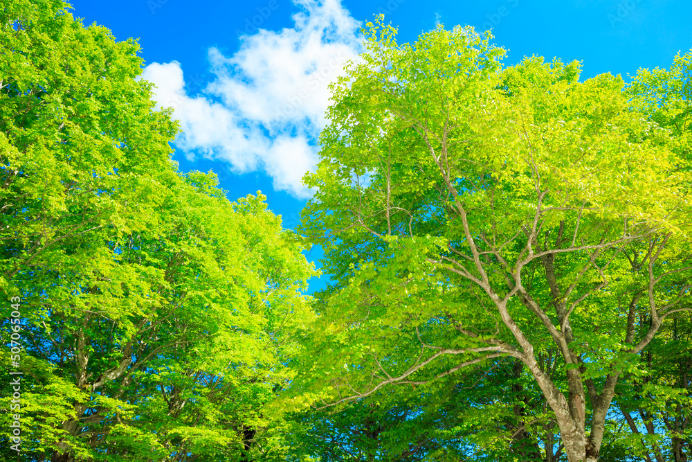 Obraz premium green forest and sky