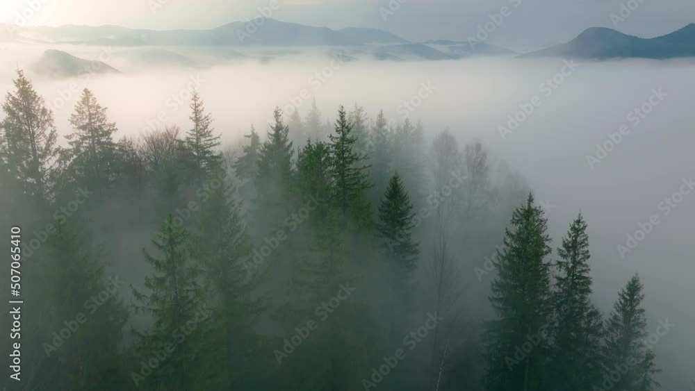 Forest rain day morning dawn sun wood misty magic pine tree fog Forest rain day morning dawn sun wood misty magic pine tree fog