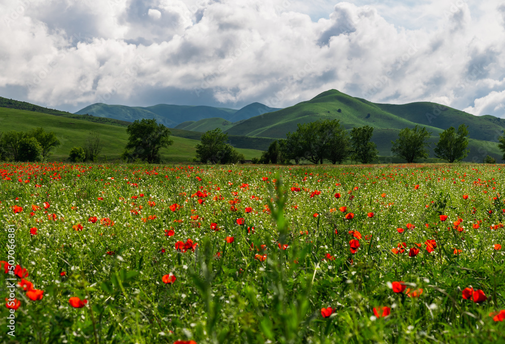 Blooming spring poppy fields in a mountain valley