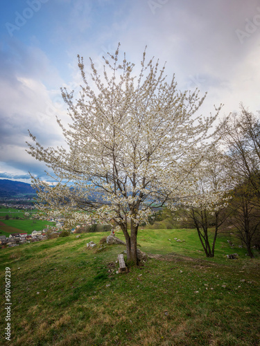 Cherry tree in the morning in Slovenian landscape