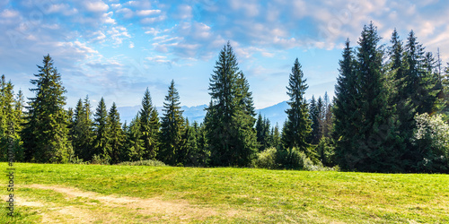 spruce forest on a sunny day. scenic summer landscape of natural park in poland. green outdoor nature environment. high tatra ridge in the distance beneath a gorgeous sky with clouds