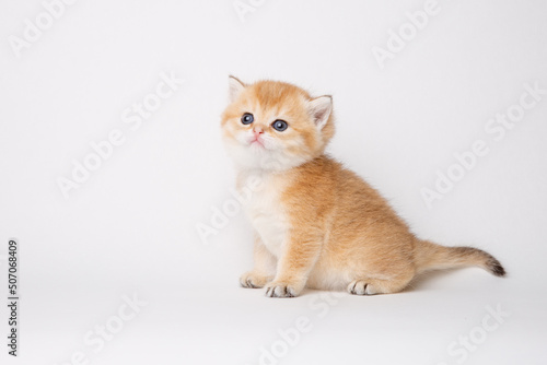 Small cute kitten Golden chinchilla British isolated on white background