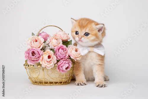cute fluffy kitten with a bouquet of flowers and a bow tie isolated on a white background © Olesya Pogosskaya