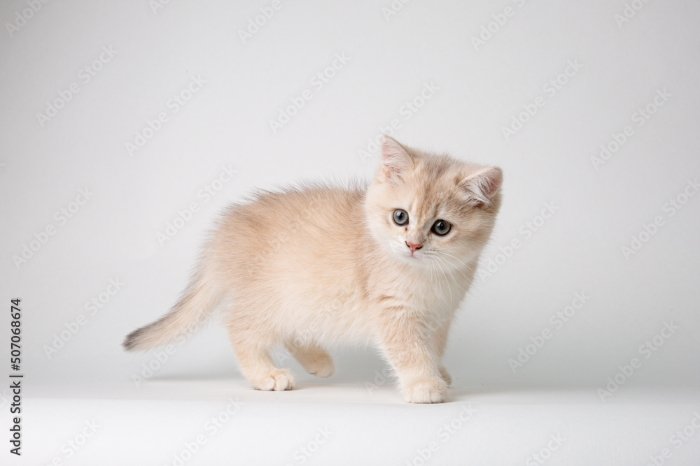 Small cute kitten Golden chinchilla British isolated on white background