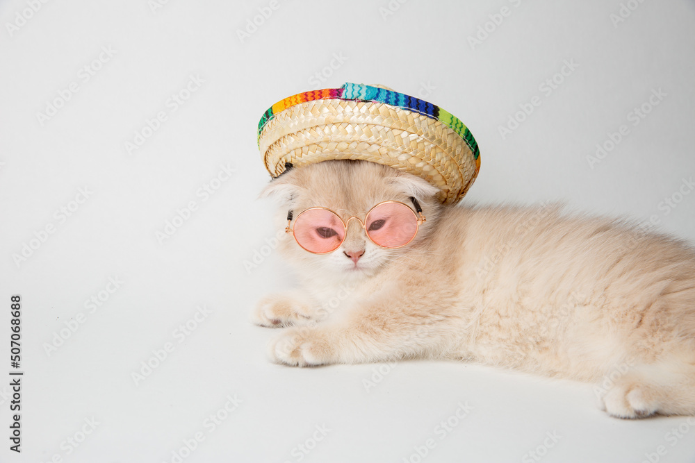 cute kitten in sunglasses on a white background cute kitten in sunglasses on a white background
