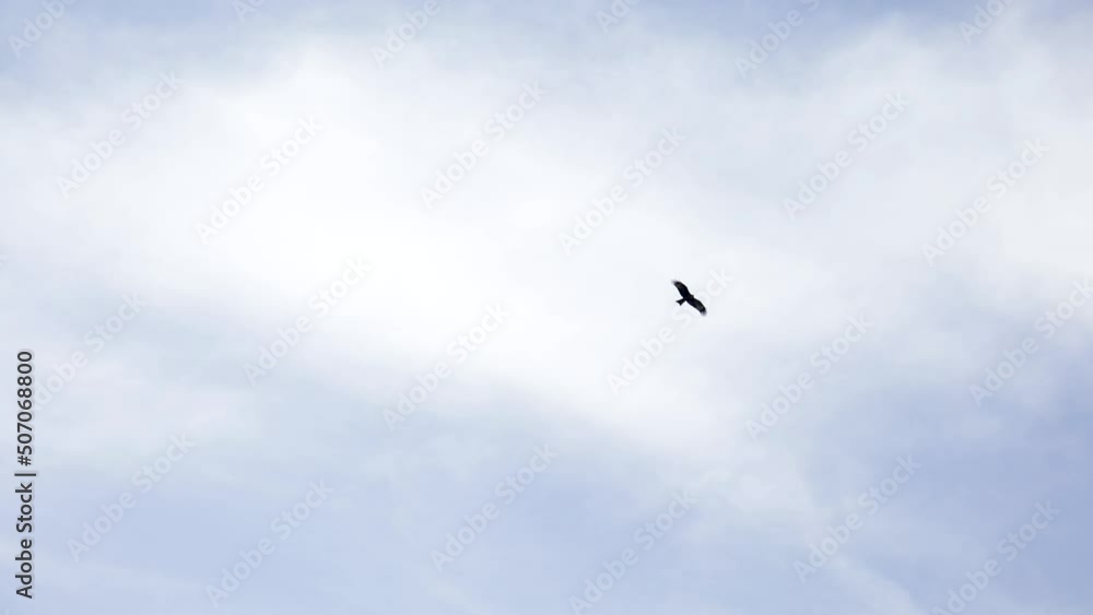 Eagle fly near flower blossom apple garden Eagle fly near flower blossom apple garden