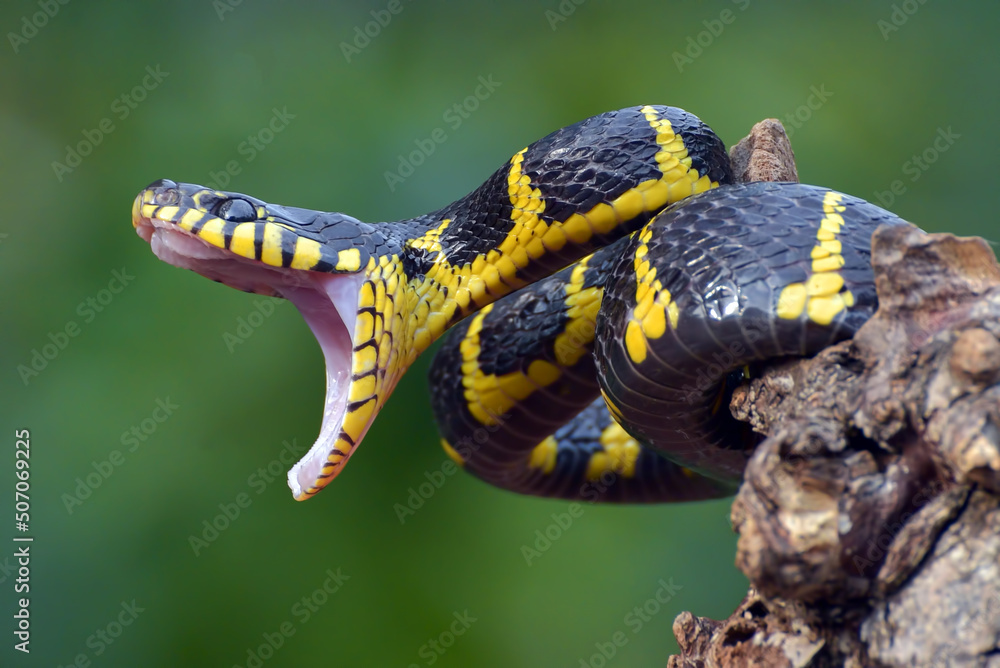 Fototapeta premium Gold ringed cat snake on the tree branch, ready to attack