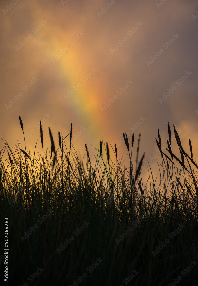 silueta de hierbas al atardecer con arcoíris y nubes de fondo