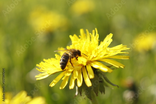 bee on dandelion