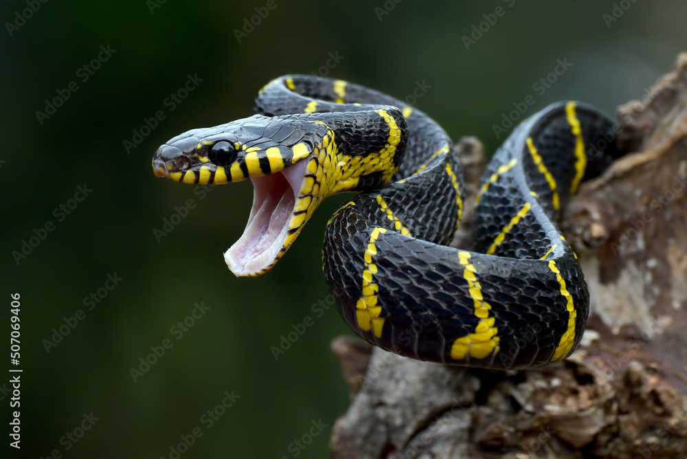 Obraz premium Gold ringed cat snake on the tree branch, ready to attack