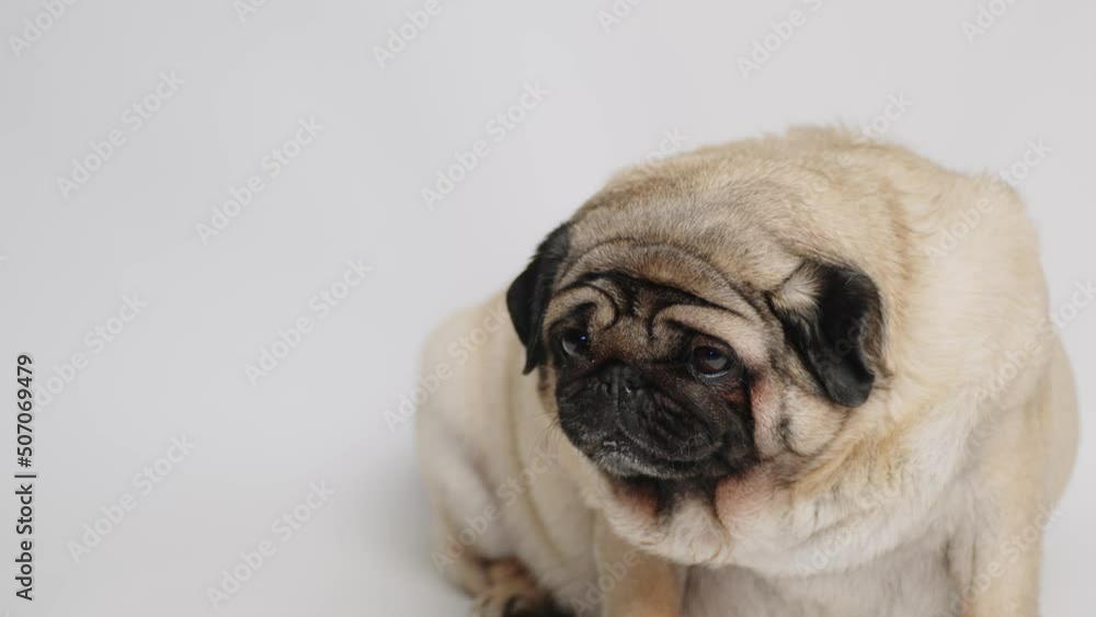 Cute dog eats wholesome snack on white background. Hungry pug snacking in studio. Cute dog eats wholesome snack on white background. Hungry pug snacking in studio.