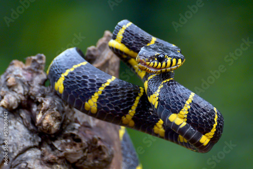 Konstfotografi Gold ringed cat snake on the tree branch, ready to attack