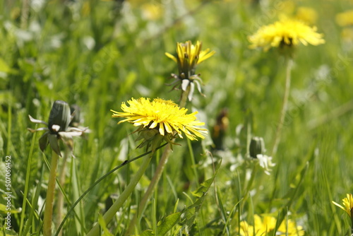 dandelions in the grass