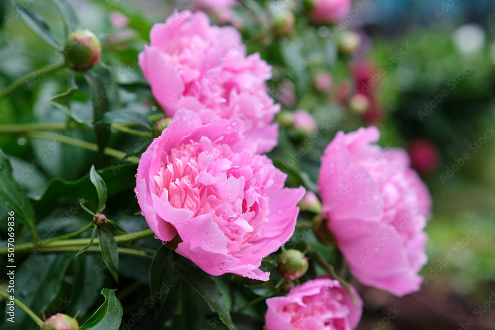 Tree peony blossoms. Paeoniaceae deciduous shrub. From April to June, flowers of multiple colors such as red Tree peony blossoms. Paeoniaceae deciduous shrub. From April to June, flowers of multiple colors such as red