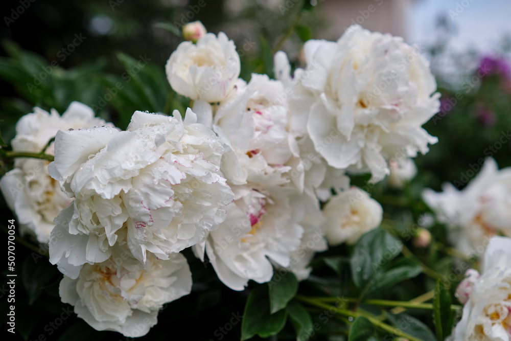 White peonies in the garden White peonies in the garden