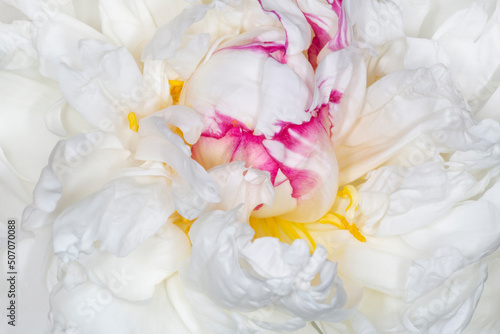 white peony blossoming with purple edging