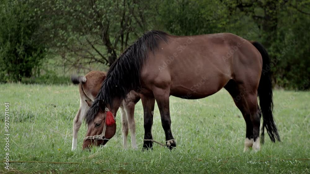 A family of horses, a little foal with his mother, a mare grazing on a forest glade on a sunny day.