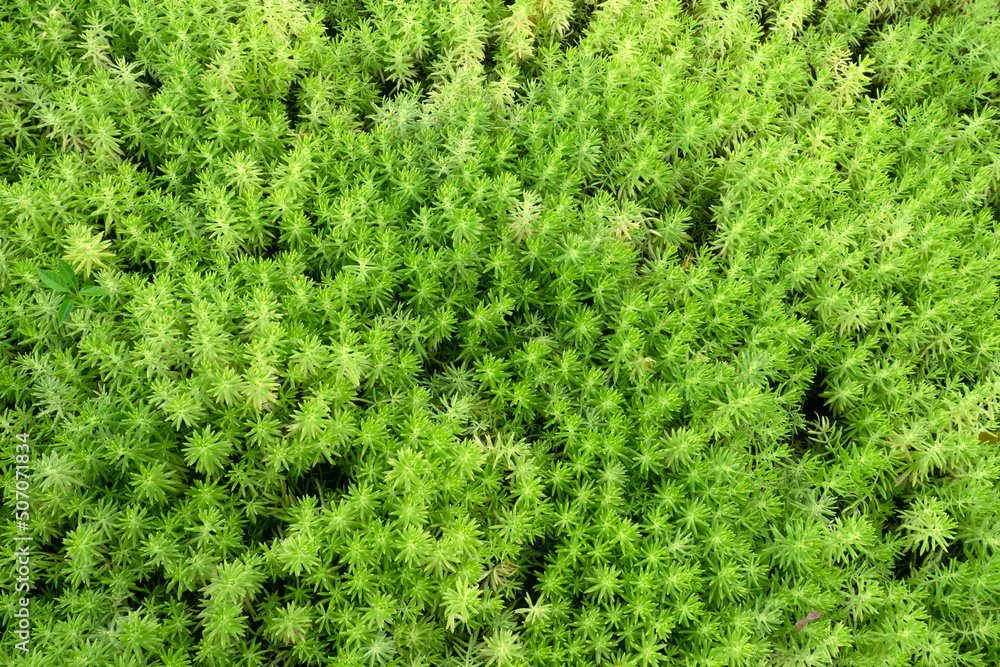 Green leaves plant pattern for background. Green leaves plant pattern for background.