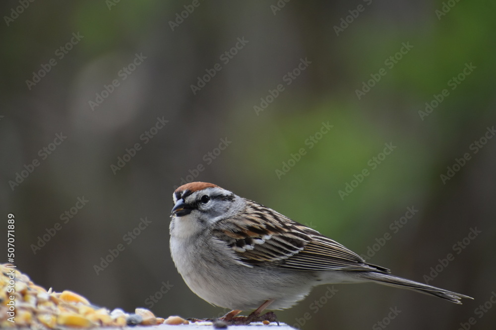 A sparrow at the feeder, Sainte-Apolline, Québec, Canada A sparrow at the feeder, Sainte-Apolline, Québec, Canada