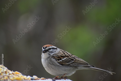 A sparrow at the feeder, Sainte-Apolline, Québec, Canada