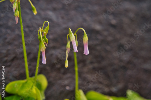 Flower of Oxalis debilis, also know as the large-flowered pink-sorrel, or pink woodsorrel, belongs to the family Oxalidaceae, Madeira Portugal photo