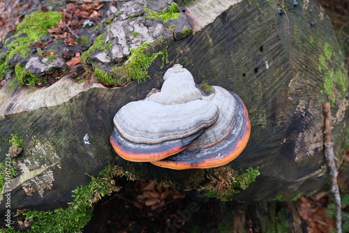 Closeup and focused tinder fungus mushroom on wood block in the jungle. 