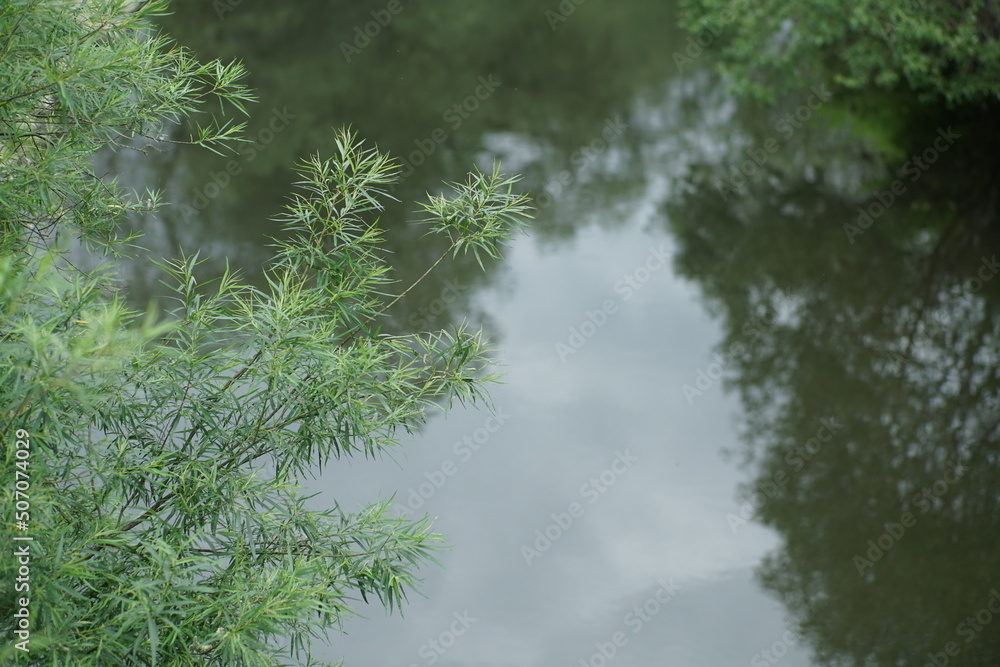 Weide an einem Fluss mit schöner Spiegelung der Blätter im Wasser Weide an einem Fluss mit schöner Spiegelung der Blätter im Wasser