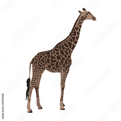 Fototapeta Naklejka Na Ścianę i Meble -  African savanna, standing giraffe. Wild animals of Africa. Realistic vector animal