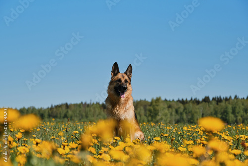 Fototapeta Naklejka Na Ścianę i Meble -  Thoroughbred dog among wild flowers. Young German Shepherd sits in field of yellow dandelions in country and poses against background of clear blue sky on sunny spring day.