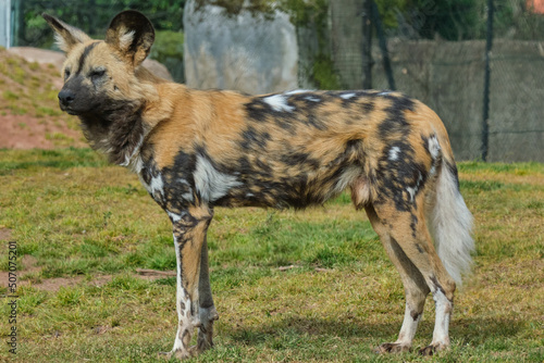 African painted dog (Lycaon pictus)