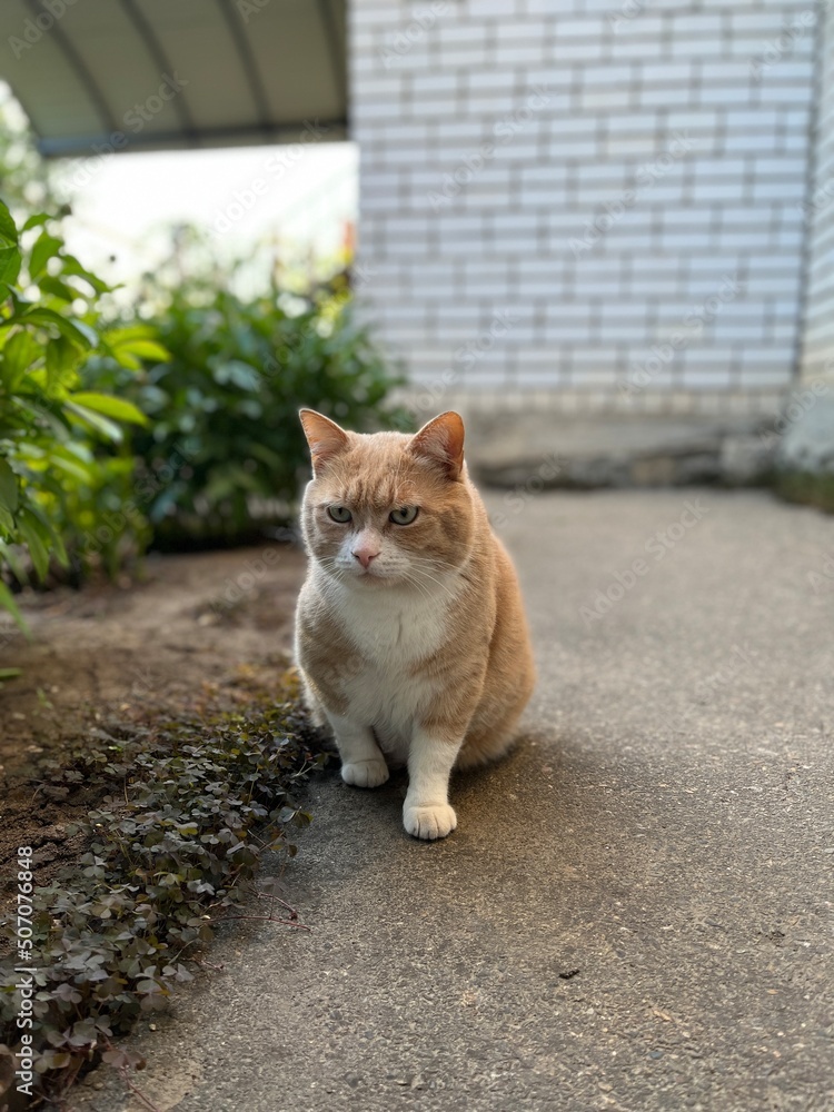 Sweet fluffy kitty sitting on the concrete floor calmly. A portrait of ginger cat in the backyard outside