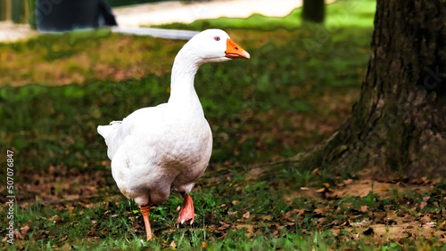 goose on the grass © Nathan