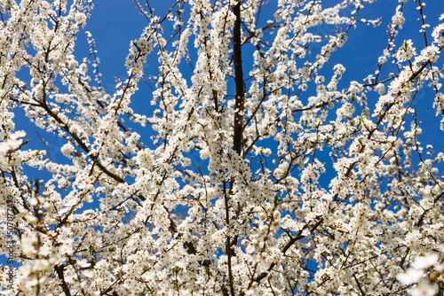Cherry plum or Myrobalan - Prunus cerasifera blooming in the spring
