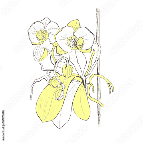  Hand drawn graphic orhidea branches,blooming yellow phalaenopsis,isolated,for card,wedding invitations,packing,vintage,retro. 