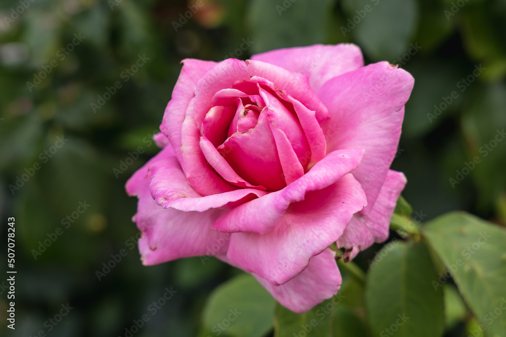 Pink Damascena rose in Damascena complex, Rose Valley in Bulgaria Pink Damascena rose in Damascena complex, Rose Valley in Bulgaria
