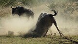 wildebeest fighting
