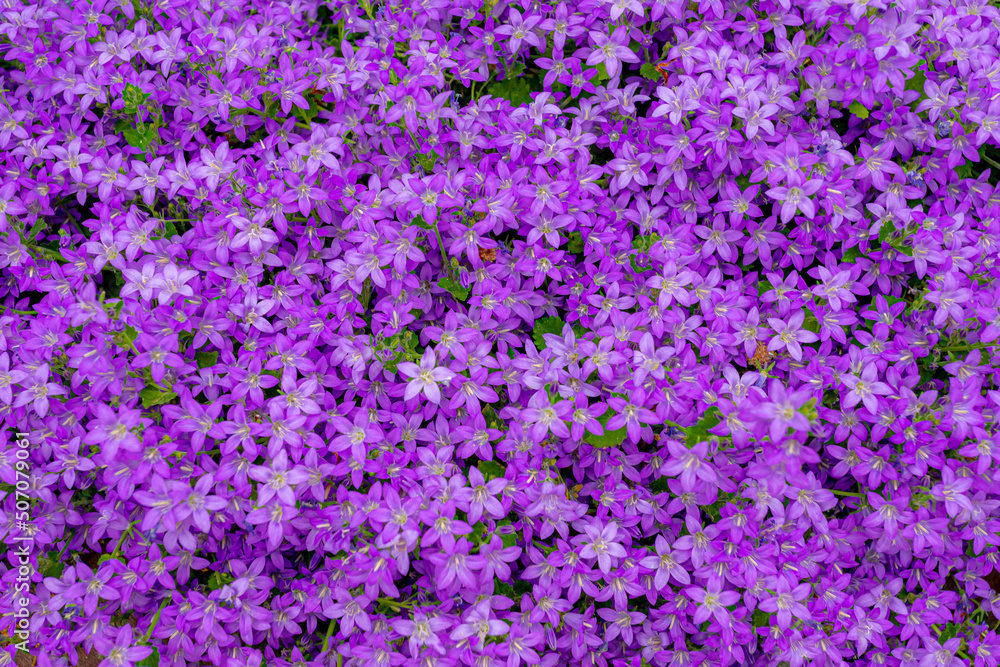 Selective focus of purple violet Campanula poscharskyana flower in garden, the Serbian bellflower or trailing bellflower, Its lavender-blue star-shaped flowers, Nature floral pattern background. Selective focus of purple violet Campanula poscharskyana flower in garden, the Serbian bellflower or trailing bellflower, Its lavender-blue star-shaped flowers, Nature floral pattern background.
