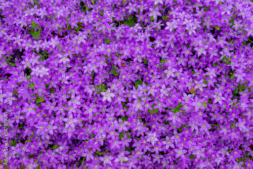 Selective focus of purple violet Campanula poscharskyana flower in garden, the Serbian bellflower or trailing bellflower, Its lavender-blue star-shaped flowers, Nature floral pattern background. photo