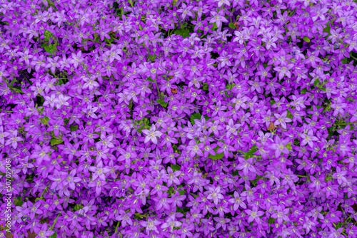 Canvastavla Selective focus of purple violet Campanula poscharskyana flower in garden, the Serbian bellflower or trailing bellflower, Its lavender-blue star-shaped flowers, Nature floral pattern background