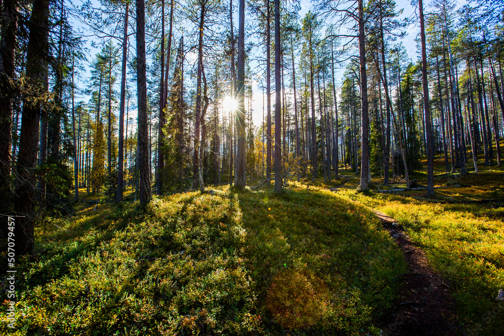 Fototapeta premium Autumn landscape in Yllas Pallastunturi National Park, Lapland, Finland