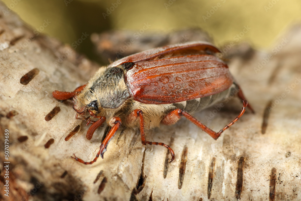 Fototapeta premium May beetle on birch bark