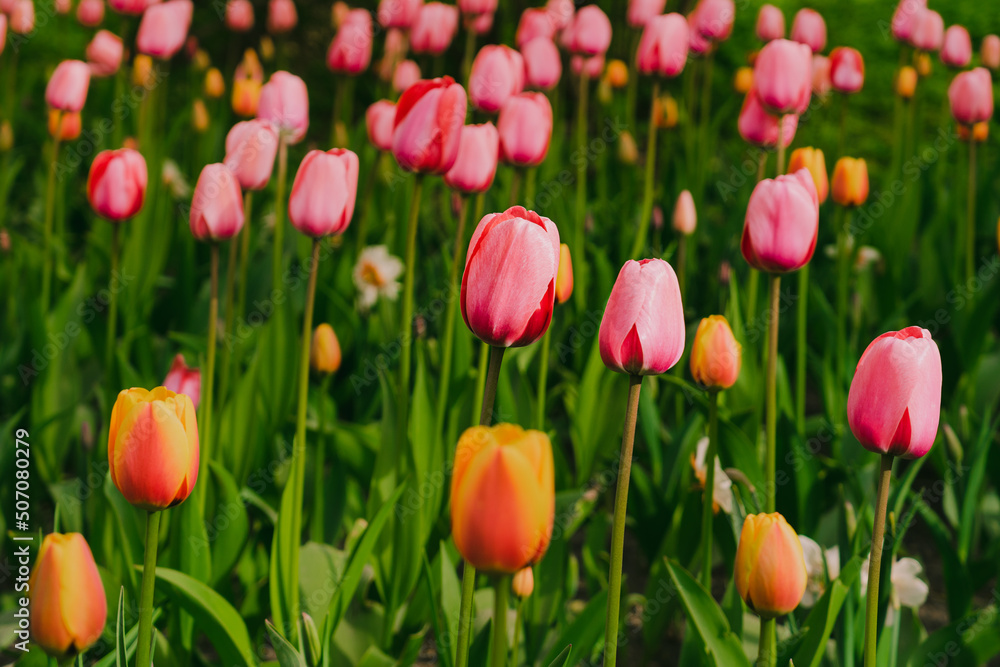 Pink tulips in pastel tints at blurry background, close- up. Spring nature beauty concept. Fresh spring flowers in the garden with soft sunlight for your horizontal floral  holidays card.