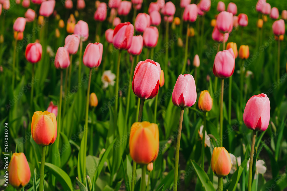 Pink tulips in pastel tints at blurry background, close- up. Spring nature beauty concept. Fresh spring flowers in the garden with soft sunlight for your horizontal floral holidays card. Pink tulips in pastel tints at blurry background, close- up. Spring nature beauty concept. Fresh spring flowers in the garden with soft sunlight for your horizontal floral holidays card.