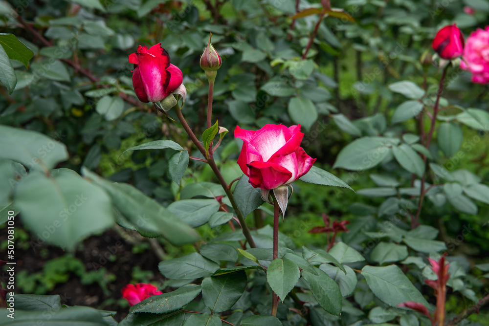 薔薇の花　聖火