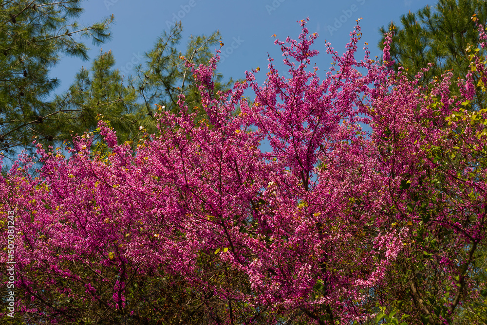 CAMLI, MUGLA, TURKEY: Beautiful bright pink flowers on bushes on a sunny day CAMLI, MUGLA, TURKEY: Beautiful bright pink flowers on bushes on a sunny day
