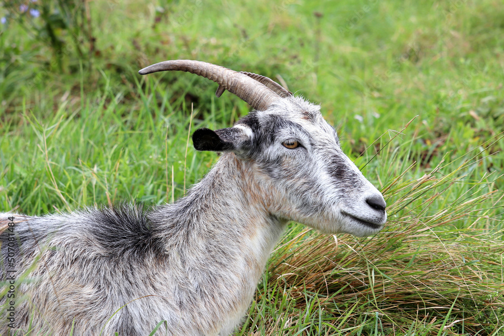 Grey goat portrait on grass background. Horned goat grazing on a green meadow, rural scene Grey goat portrait on grass background. Horned goat grazing on a green meadow, rural scene